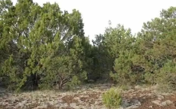 Pictures of Land property located at 19 County Rd, Vernon, AZ 85940 for sales - image #1