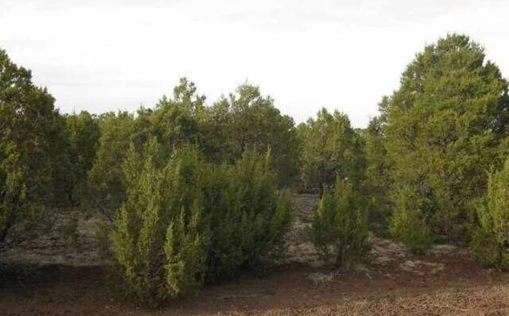 Pictures of Land property located at 21 County Rd, Vernon, AZ 85940 for sales - image #1