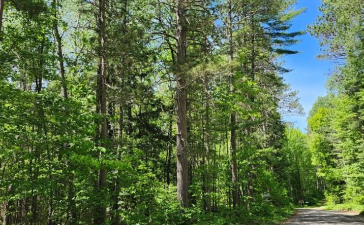 Pictures of Land property located at BILLS LAKE RD, Lac Du Flambeau, WI 54538 for sales - image #1