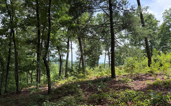 Pictures of Land property located at Lot 20 Lake Top Lane, Ellijay, GA 30540 for sales - image #1
