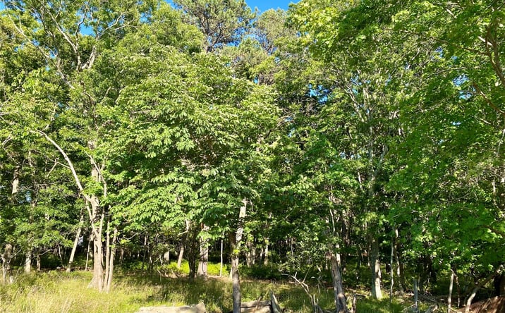 Pictures of Land property located at Granny Road, Medford, NY 11763 for sales - image #1