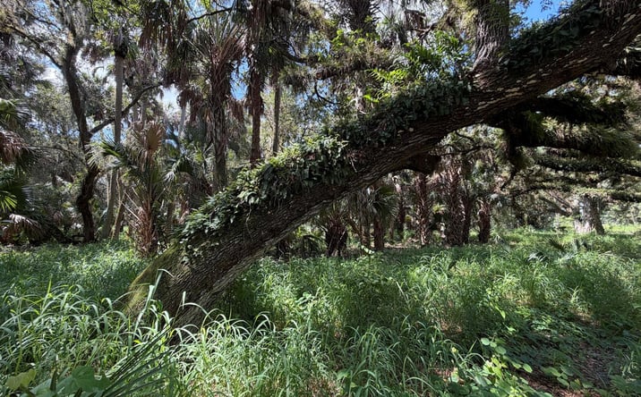 Pictures of Land property located at 16477 NW 192nd Street, Okeechobee, FL 34972 for sales - image #1