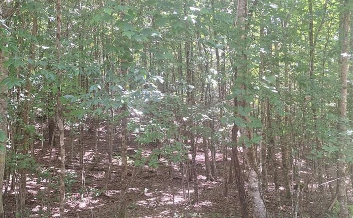 Pictures of Land property located at Judah Road, Morganton, GA 30560 for sales - image #1