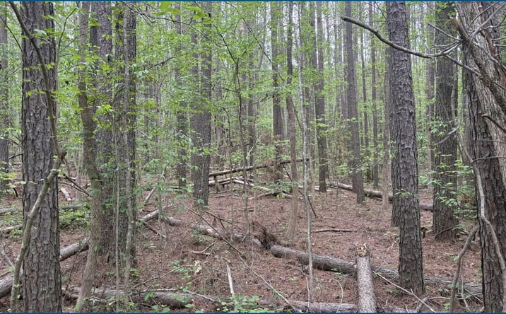 Pictures of Land property located at Hester Road, Mathiston, MS 39752 for sales - image #1