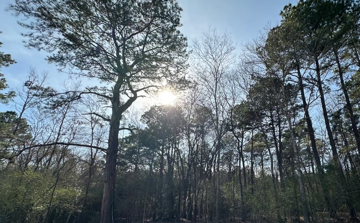 Pictures of Land property located at 467 Jape Massingill Lane, Diboll, TX 75941 for sales - image #1