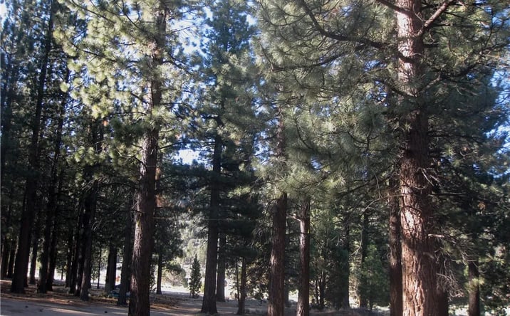 Pictures of Land property located at 2818 Erwin Ranch Rd, Big Bear City, CA 92314 for sales - image #1