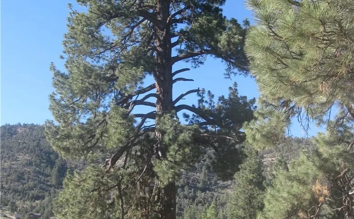 Pictures of Land property located at 2824 Erwin Ranch Road, Big Bear City, CA 92314 for sales - image #1