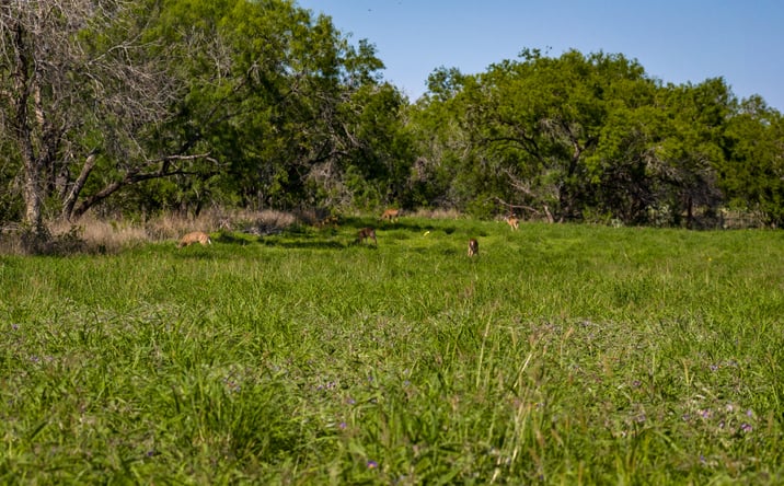 Pictures of Land property located at FM 791, Campbellton, TX 78026 for sales - image #1