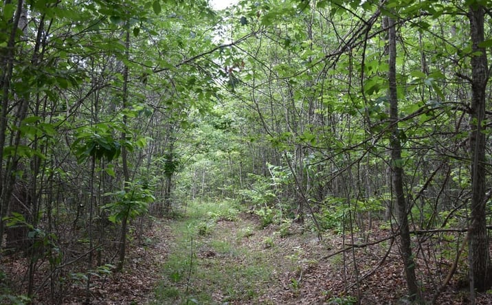 Pictures of Land property located at 0000 Holly Branch Road, Vanceburg, KY 41179 for sales - image #1