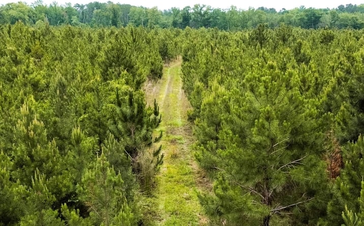 Pictures of Land property located at Adams Hammock Rd., Lyons, GA 30436 for sales - image #1
