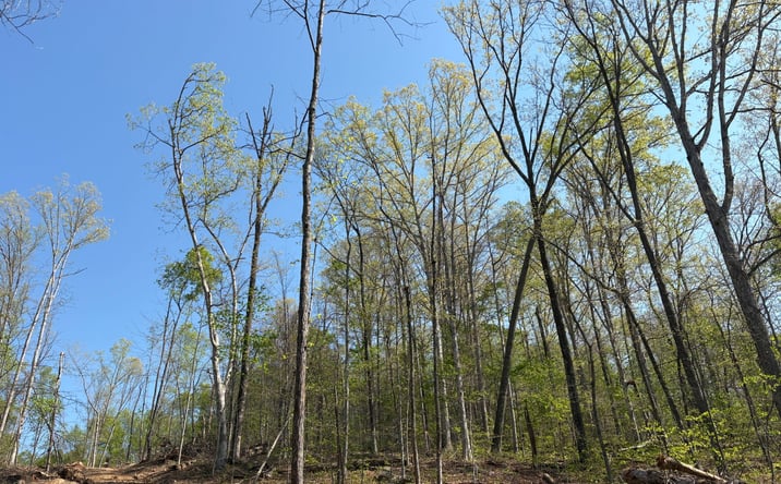 Pictures of Land property located at 4.5 +/- Acres, Bloomfield, IN 47424 for sales - image #1