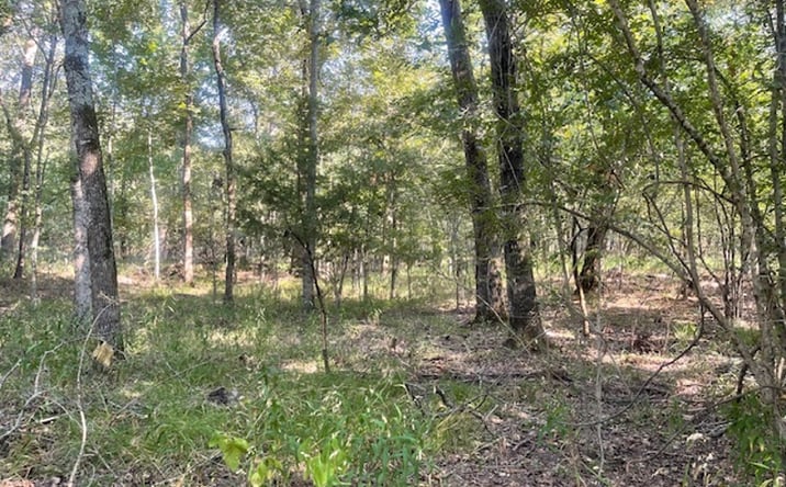 Pictures of Land property located at TBD CR 16150, Deport, TX 75435 for sales - image #1