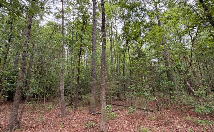 Pictures of Land property located at TBD CR 1580A, Avinger, TX 75630 for sales - image #1