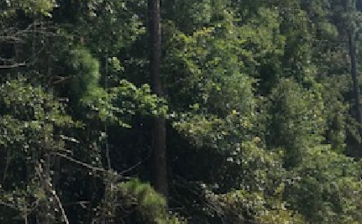 Pictures of Land property located at Mill Creek Rd. & Buck Creek Rd., Statesboro, GA 30461 for sales - image #1