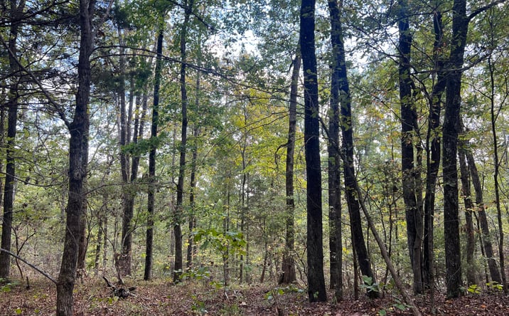 Pictures of Land property located at 4600 Silerton Road, Henderson, TN 38340 for sales - image #1