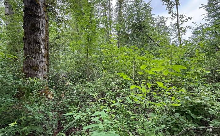 Pictures of Land property located at 1810 South 27th Street, Renton, WA 98055 for sales - image #1