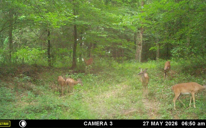 Pictures of Land property located at TBD N SH-3, Atoka, OK 74525 for sales - image #1