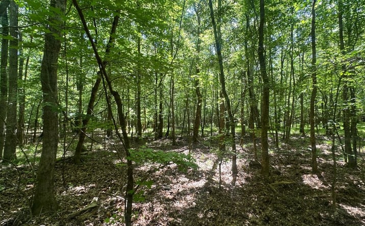 Pictures of Land property located at Habersham Church Road, Sardis, GA 30456 for sales - image #1
