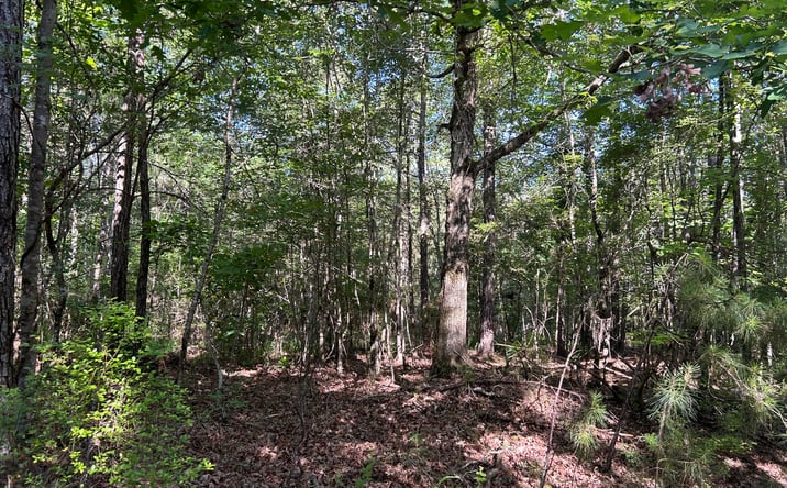 Pictures of Land property located at Alabama 21, Pine Apple, AL 36768 for sales - image #1