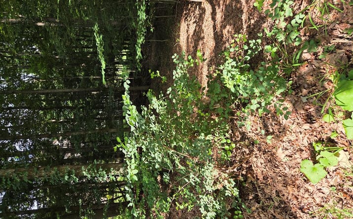 Pictures of Land, Multifamily property located at 102 Abbey Lane # 16, Daniels, WV 25832 for sales - image #1