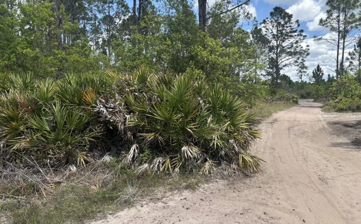 Pictures of Land property located at Holopaw Groves Rd, St. Cloud, FL 34771 for sales - image #1