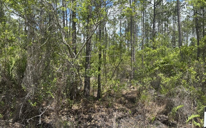 Pictures of Land property located at Holopaw Groves Rd, St. Cloud, FL 34771 for sales - image #1