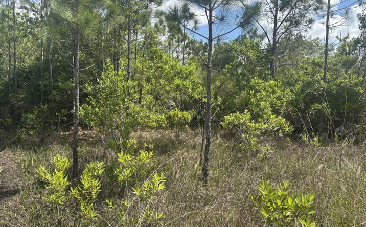Pictures of Land property located at Holopaw Groves Rd, Winter Garden, FL 34777 for sales - image #1