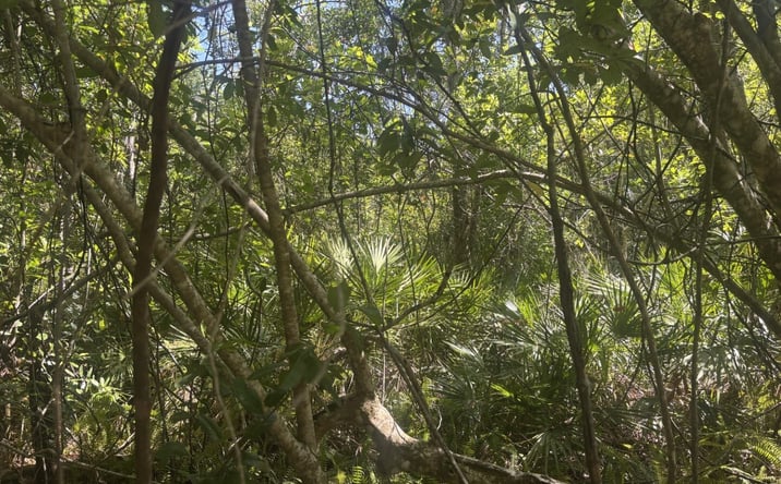 Pictures of Land property located at 536 Bright Hill Ave, Lake Placid, FL 33852 for sales - image #1