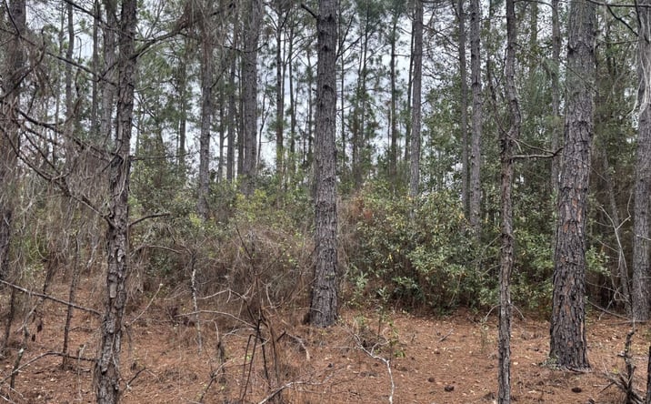 Pictures of Land property located at OPP47, Polk City, FL 33868 for sales - image #1