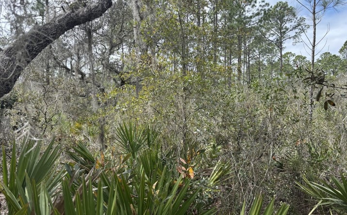 Pictures of Land property located at OPP192, Polk City, FL 33868 for sales - image #1
