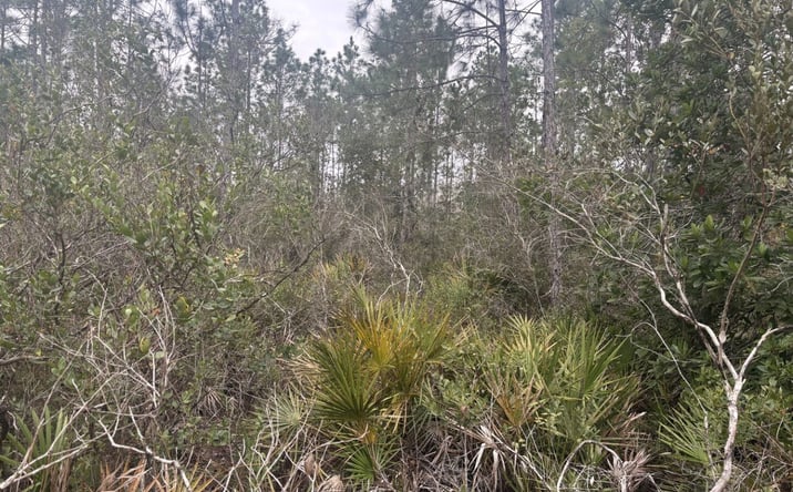 Pictures of Land property located at OPP168, Polk City, FL 33868 for sales - image #1