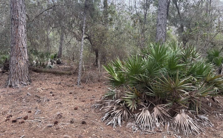 Pictures of Land property located at Polk City, Polk City, FL 33868 for sales - image #1
