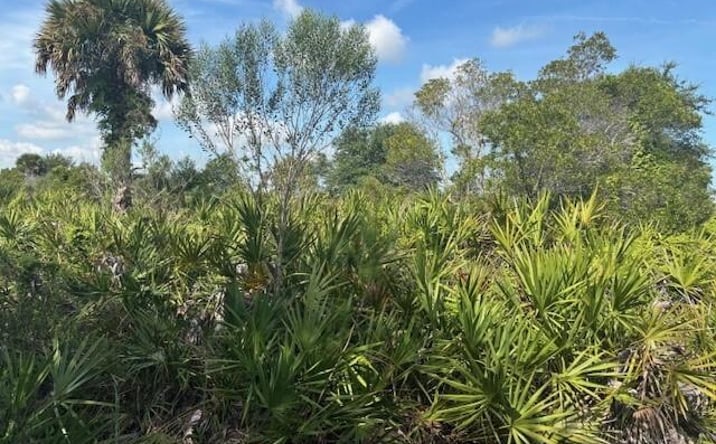 Pictures of Land property located at NW 310th St, Okeechobee, FL 34972 for sales - image #1