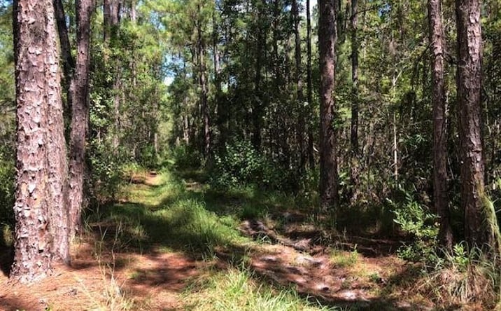 Pictures of Land property located at Polk City, Polk City, FL 33868 for sales - image #1