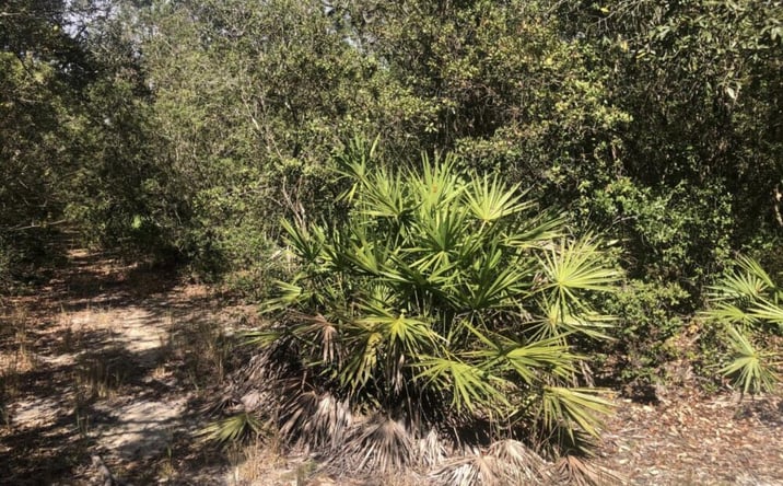Pictures of Land property located at Oregon St., Interlachen, FL 32148 for sales - image #1
