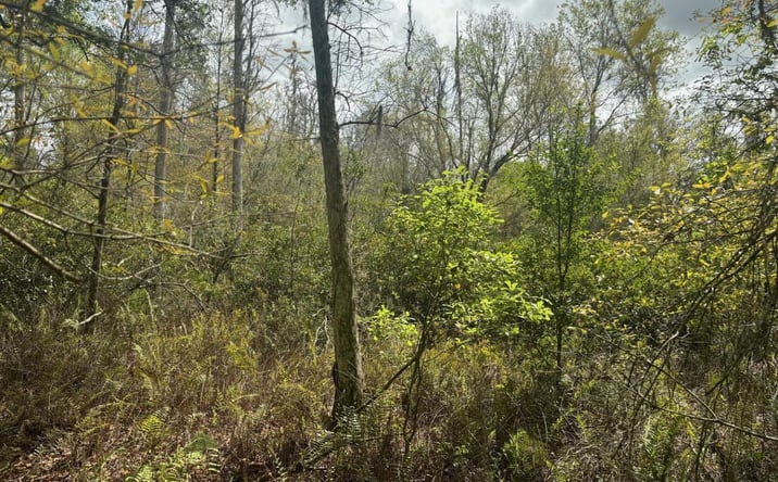 Pictures of Land property located at Kathleen, Kathleen, FL 33849 for sales - image #1