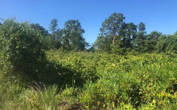 Pictures of Land property located at 153 Disney Blvd., Avon Park, FL 33825 for sales - image #1