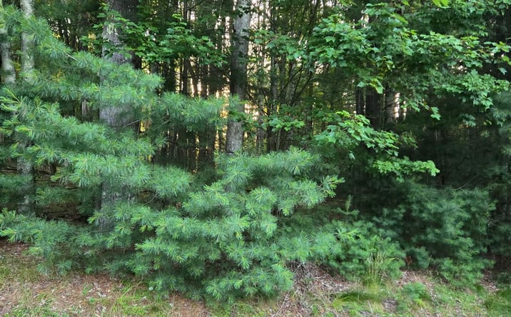 Pictures of Land property located at Horseshoe Lake Road, Bethel, NY 12764 for sales - image #1