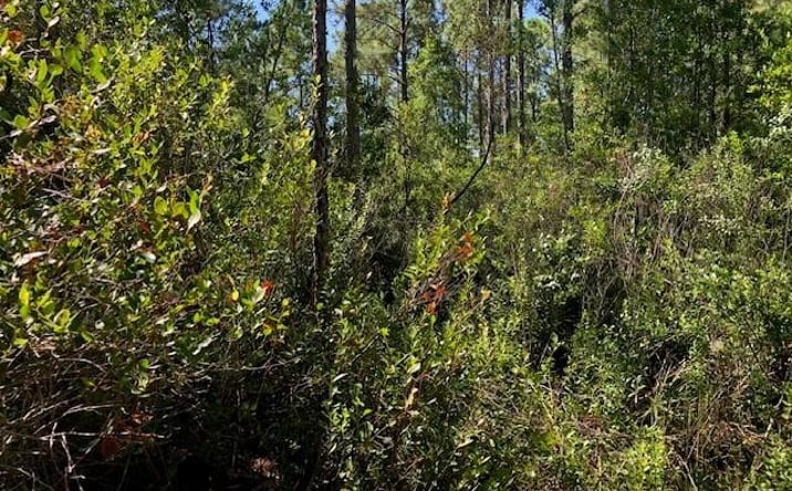 Pictures of Land property located at OPP28, Polk City, Polk City, FL 33868 for sales - image #1