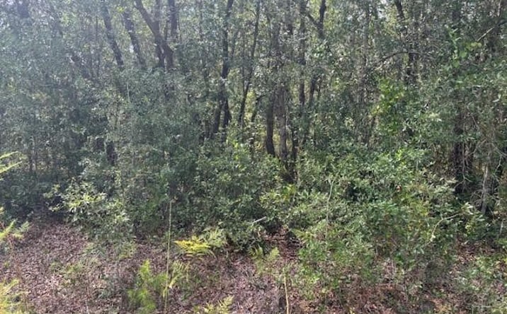 Pictures of Land property located at Grey St., Interlachen, FL 32148 for sales - image #1