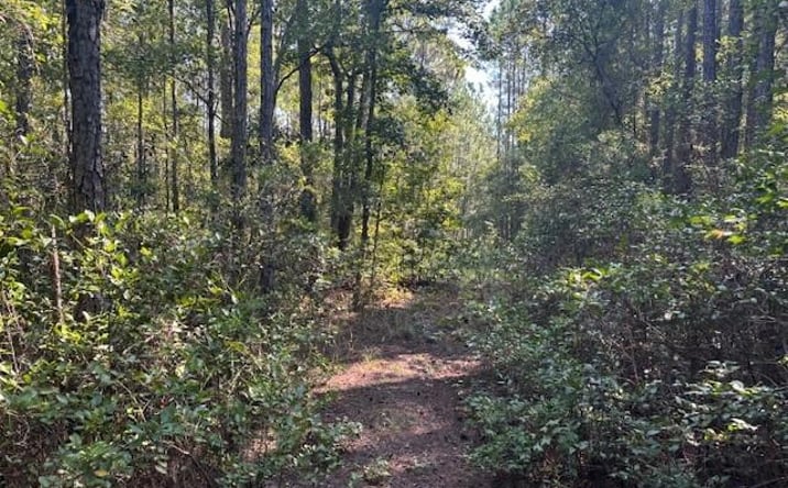 Pictures of Land property located at SE 8th Ave., Palatka, FL 32177 for sales - image #1