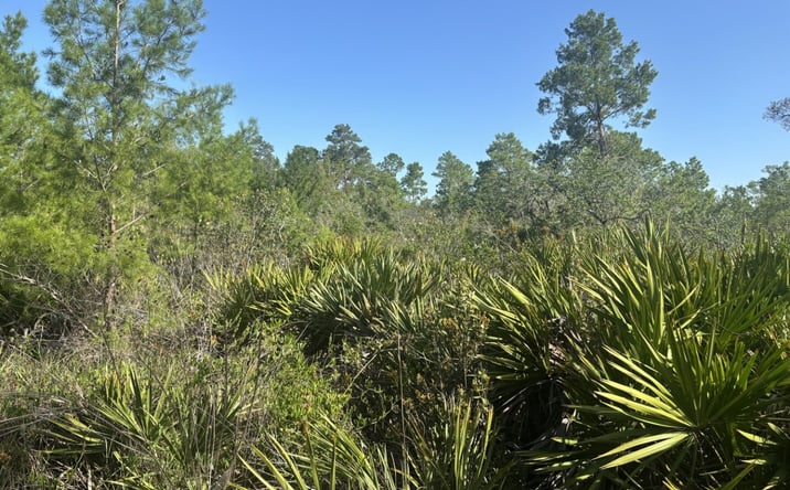 Pictures of Land property located at 124 Eversole Ave, Lake Placid, FL 33852 for sales - image #1