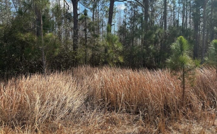 Pictures of Land property located at OPP117, Polk City, FL 33868 for sales - image #1