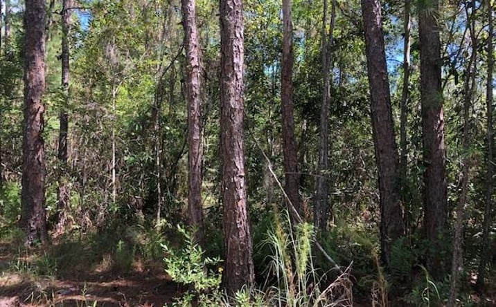 Pictures of Land property located at OPP171 Polk City, Polk City, FL 33868 for sales - image #1