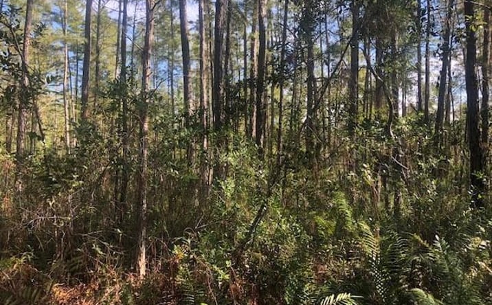 Pictures of Land property located at OPP170 Polk City, Polk City, FL 33868 for sales - image #1