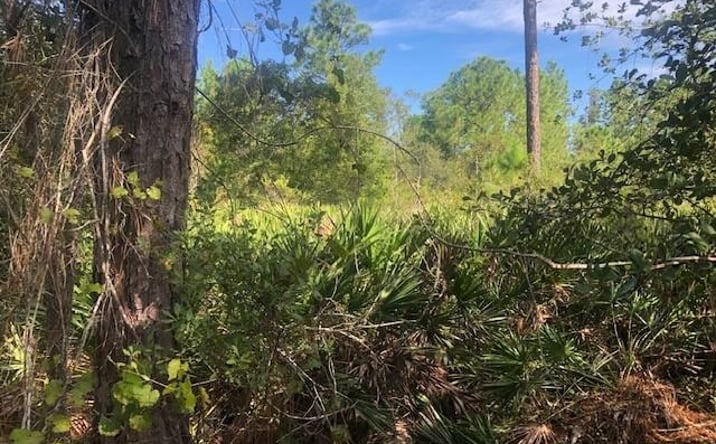 Pictures of Land property located at OPP205 Polk City, Polk City, FL 33868 for sales - image #1