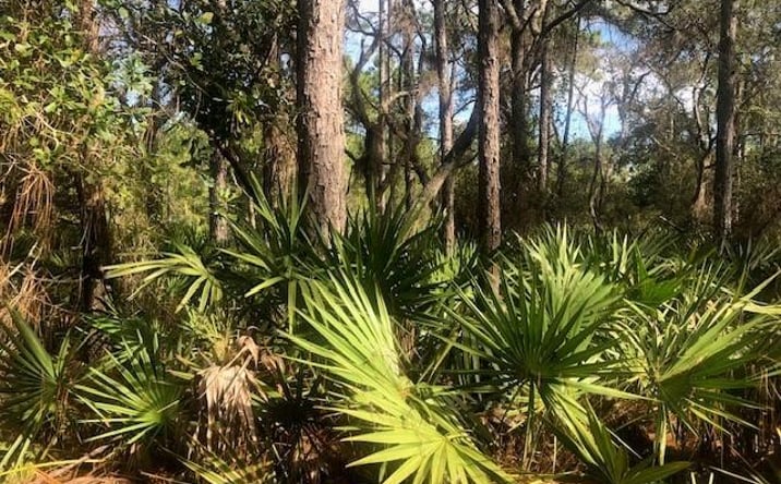 Pictures of Land property located at OPP114 Polk City, Polk City, FL 33868 for sales - image #1