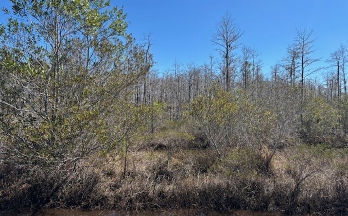 Pictures of Land property located at HOLOPAW GROVES RD, Saint Cloud, FL 34771 for sales - image #1