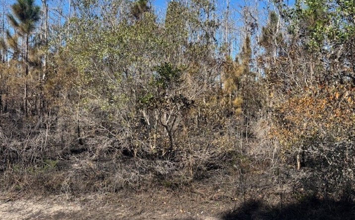 Pictures of Land property located at Holopaw Groves Rd, St. Cloud, FL 34771 for sales - image #1