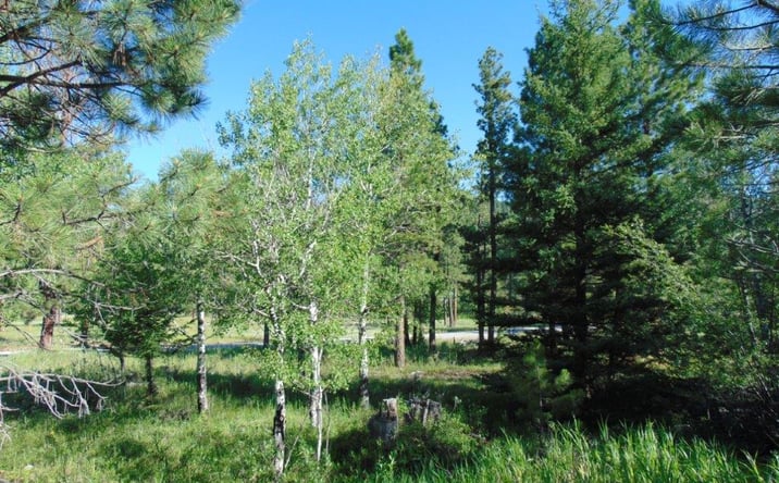 Pictures of Land property located at 4615 Abe Lincoln Road, LINCOLN, MT 59639 for sales - image #1
